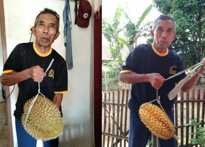 Ini Kisaran Harga Durian Tasikmalaya Beserta Rasa dan Lokasi Penjualnya, Pecinta Durian Mari Simak!