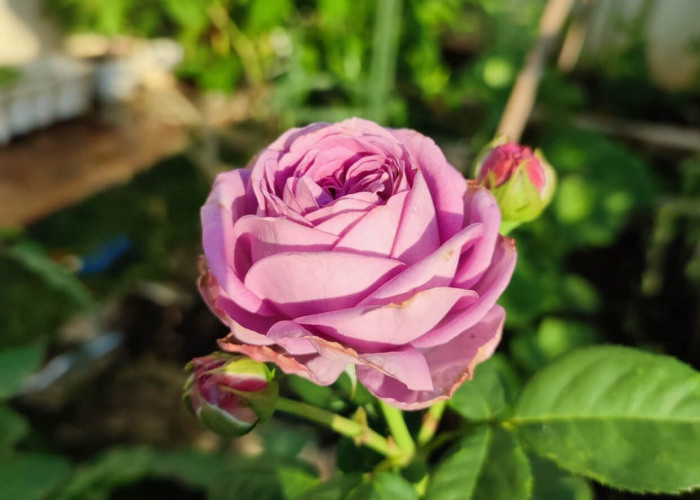 8 Tips Mudah Merawat Bunga Mawar, Jangan Lupa Ranting Keringnya Dipangkas Teratur