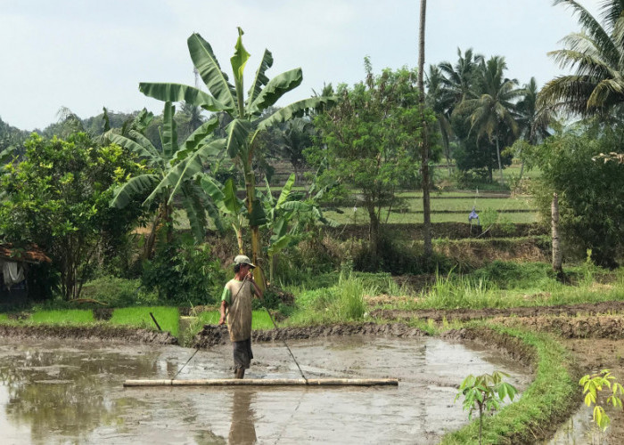 Serangan Hama Wereng Buat Pendapatan Petani di Kota Tasikmalaya Anjlok
