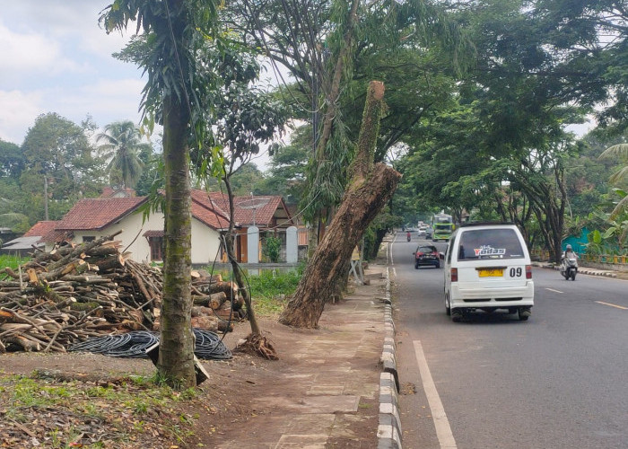 Pohon di Pinggir Jalan Nasional Kabupaten Ciamis Tak Ada Pemeliharaan