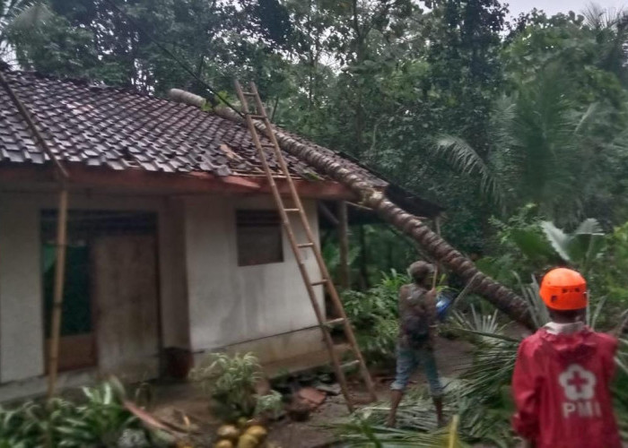 Kota Banjar Dilanda Hujan Deras Disertai Angin Kencang, Pohon Tumbang Timpa Rumah Warga
