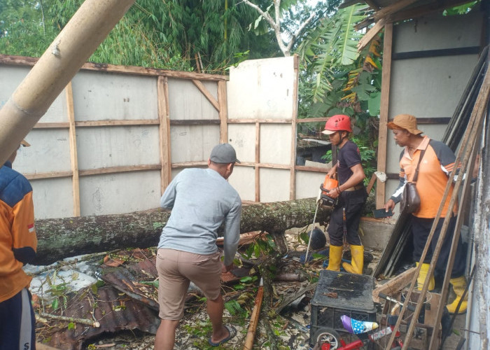 Pohon Tumbang Dominasi Bencana Alam di Kabupaten Tasikmalaya, 83 Rumah Terdampak