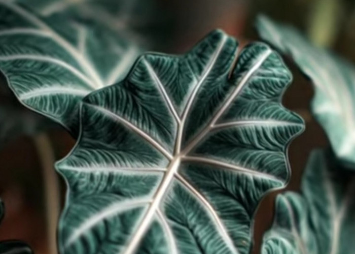 15 Tanaman Hias Daun Paling Mahal Awal 2026, Favorit Kolektor dan Simbol Prestise Baru