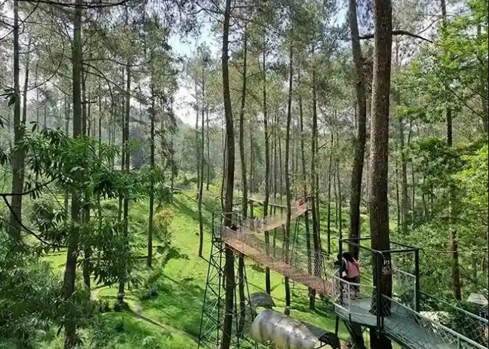 Ayo Liburan, Wisata Alam Bandung Pesona Orchid Forest Cikole Spot Foto Pinus yang Menyejukkan