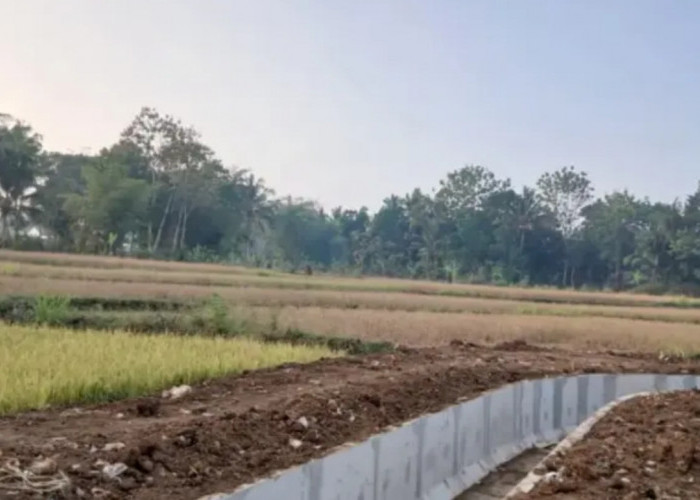 Kemarau Panjang Bikin Petani Mulyasari Gagal Panen, Irigasi Belum Maksimal