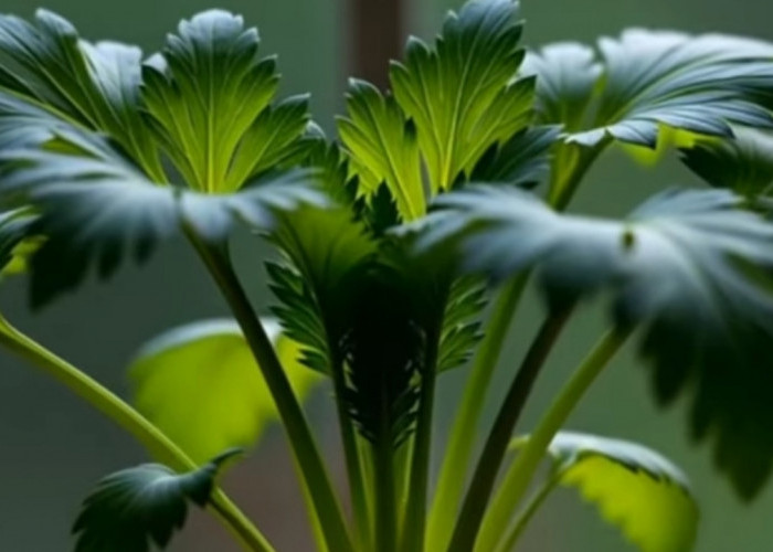 5 Tanaman Dapur Paling Mudah Ditanam untuk Kebutuhan Sehari-hari, Ibu Rumah Tangga Harus Tahu!