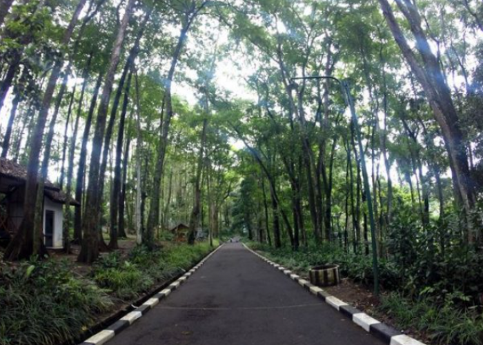 Taman Hutan Raya Juanda Wisata Alam di Bandung, Di THR Juanda Mengenang Pahlawan dan Menikmati Keindahan Alam