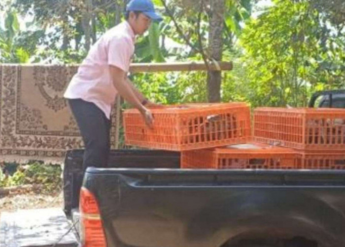 Pemprov Jabar Salurkan 195 Ayam Pullet dan Mesin Tetas untuk Peternak Bandung Barat