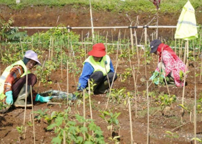 22 Hektare Kebun Teh Jabar Direvitalisasi, Ribuan Pohon Ditanam untuk Cegah Bencana