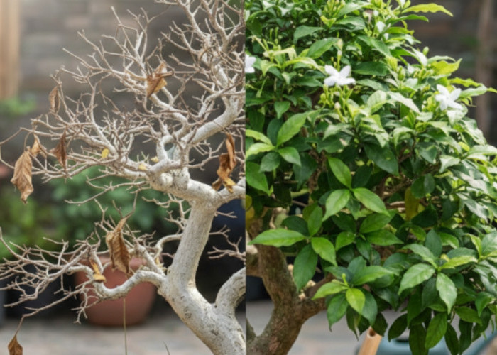 Tanaman Hias Bonsai Anting Putri Kering dan Rontok? Ini Cara Tepat Menghidupkannya Kembali Hijau