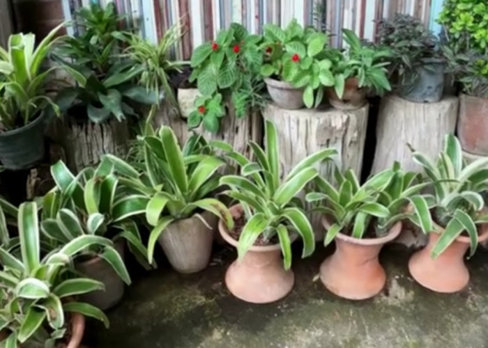 5 Tanaman Indoor Penyaring Polusi yang Membuat Rumah Lebih Sehat dan Nyaman