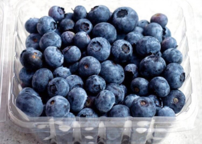 Blueberry, Buah yang Kaya Antioksidan dan Bermanfaat untuk Menjaga Kesehatan Otak