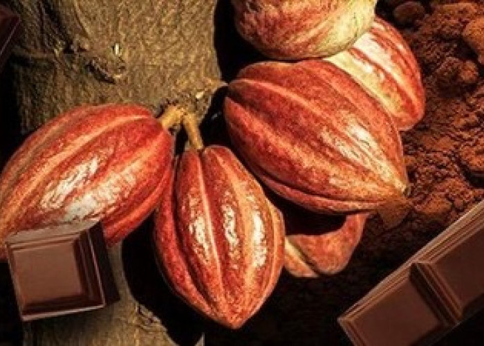 Harta Karun Coklat di Indonesia yang Membuat Eropa Tersaingi