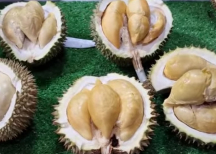 Durian Cumasi Bangka, Sensasi Rasa Yang Unik dan Harganya yang Fantastis