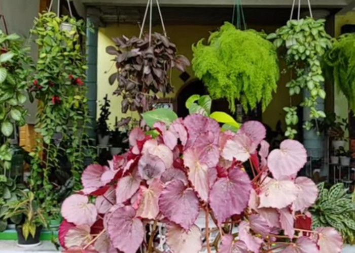 Gampang Dirawat dan Cantik! Ini Pilihan Tanaman Hias Gantung Favorit untuk Teras Rumah