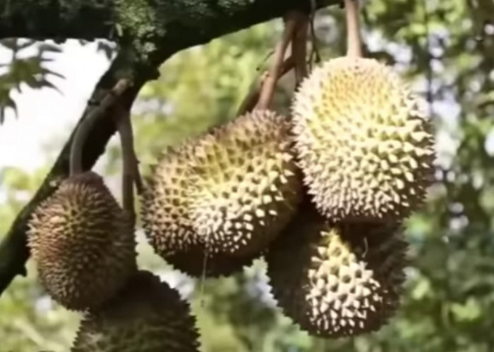 Kenapa Durian Thailand Lebih Mendunia Dibanding Durian Lokal Indonesia? Ini yang Membedakannya!