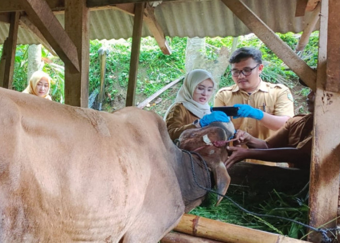 PMK Kembali Serang Sapi di Kabupaten Tasikmalaya, 36 Ekor Mati