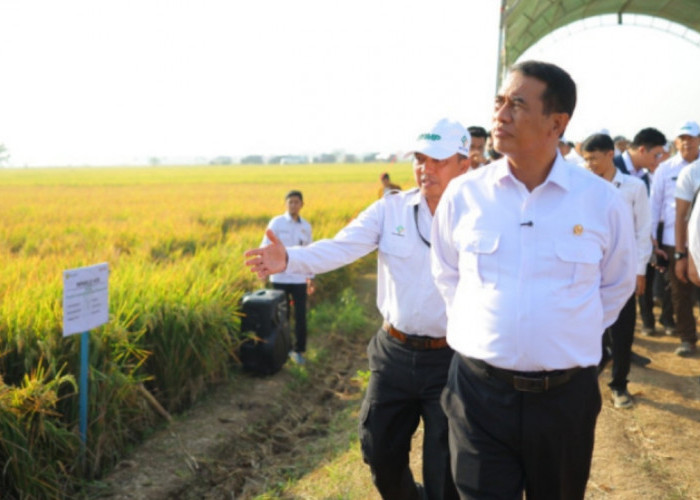Hasil Panen Padi Bisa Tembus 13 Ton per Hektare, Kementan Andalkan Pertanian Modern