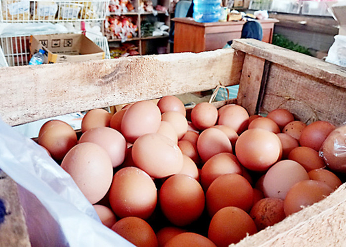 Gejolak Harga Daging Ayam dan Telur, Ancaman Krisis Pasokan Menghantui Indonesia