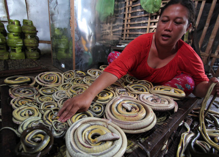 Kilas Balik Bisnis Cicak: Ular Kiriman dari Karawang dan Sumatera