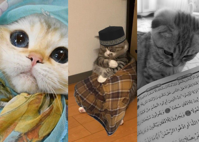 Koleksi Potret Gemas Anabul, Cocok Dijadikan PP Kucing Radmadhan, Dari Berhijab, Berpeci Hingga Tadarusan