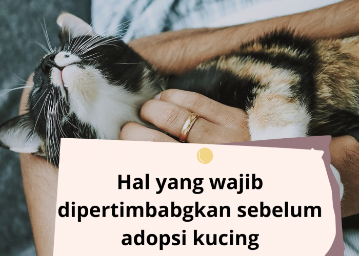 5 Hal yang Harus Dipertimbangkan Sebelum Mengadopsi Kucing