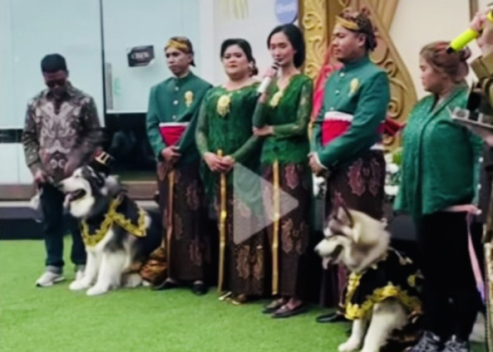 Dua Anjing Dinikahkan Pakai Adat Jawa, Bukan Gabut Tapi Real Orang Kaya Nih!