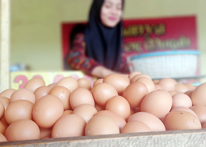 Ini Penyebab Harga Telur Ayam Melonjak kata Pak Jokowi