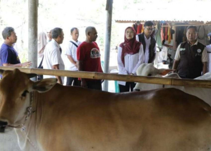 Pemprov Jabar Salurkan 24 Bibit Sapi ke Tiga Kelompok Peternak