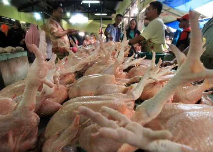 Mulai Oktober 2024, Penjual Daging Ayam Potong Harus Punya Sertifikat Halal, Ini Tujuannya