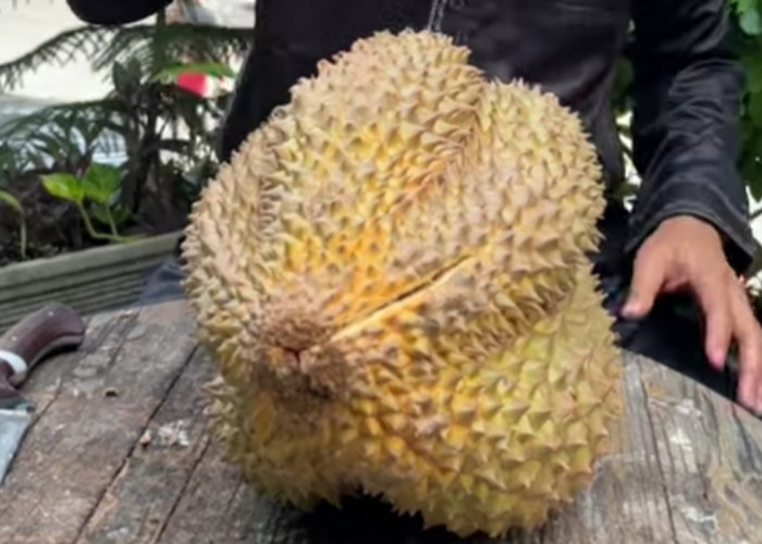 Kok Ada Durian Montong Besar Tapi Tidak Manis, Ternyata Ini Penyebabnya