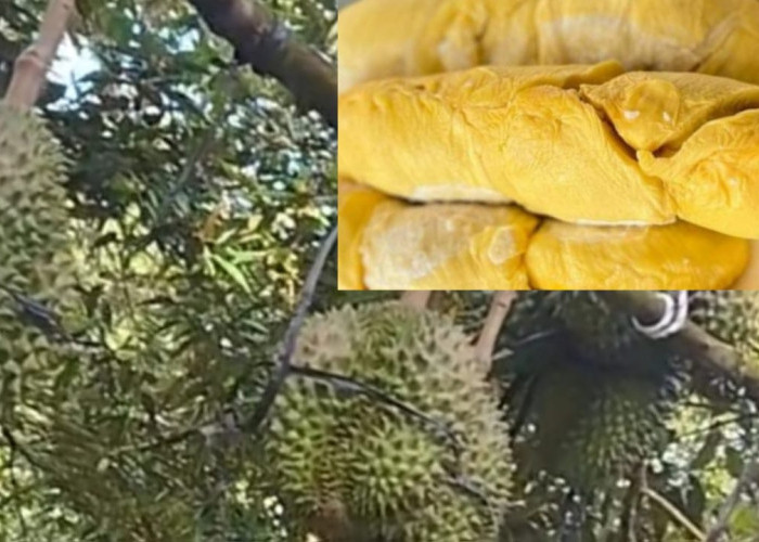 Punya Setengah Juta Pohon Durian, Tasikmalaya Layak Dijuluki Kampung Durian Runtuh Seperti di Film Ipin Upin? 