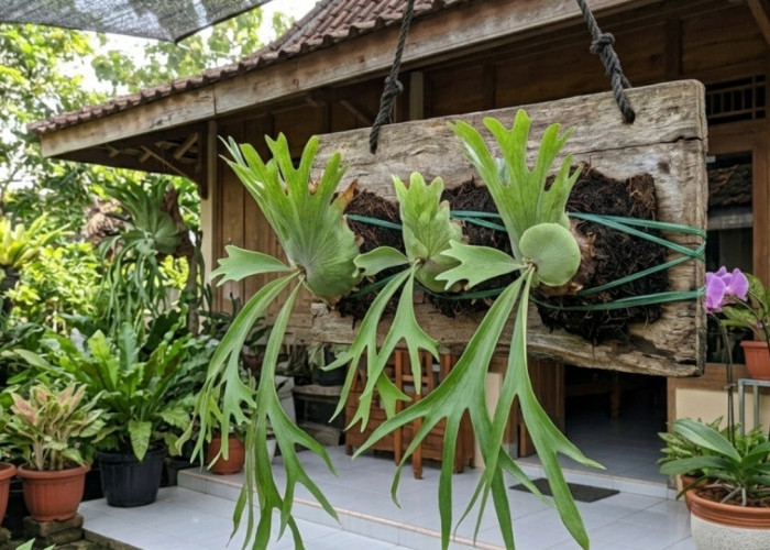 Rahasia Menanam Tanduk Rusa di Papan Agar Tumbuh Subur dan Cantik Sebagai Tanaman Hias Gantung