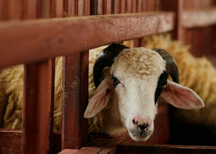 Peternakan Nggak Harus Bau dan Kotor, Ini Cara Prabu Farm Sulap Jadi Tempat Edukasi yang Bikin Betah