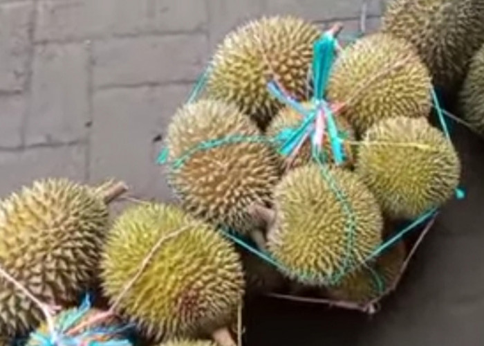 Sensasi Berburu Durian Lokal Pasurupan di Pasar Buah Pasrepan, Jawa Timur, 300 Ribu Dapat 29 Buah