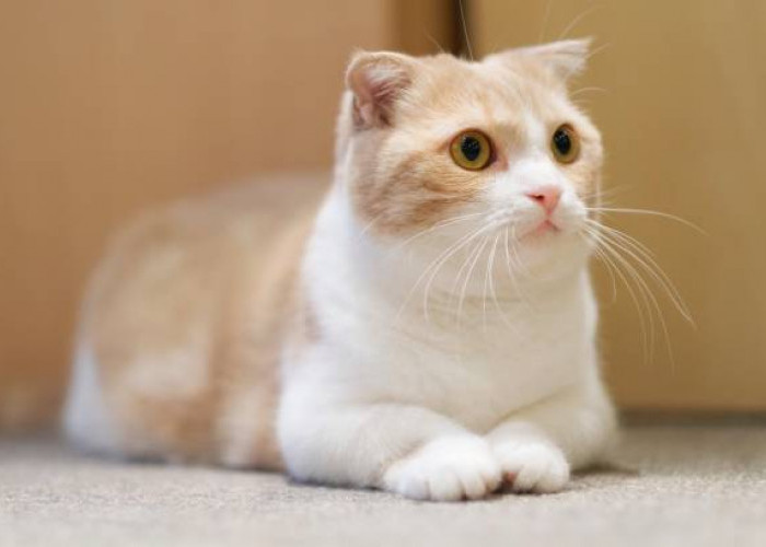 7 Fakta Unik Seputar Kucing Munchkin, Ras Kucing Kaki Pendek yang Imut