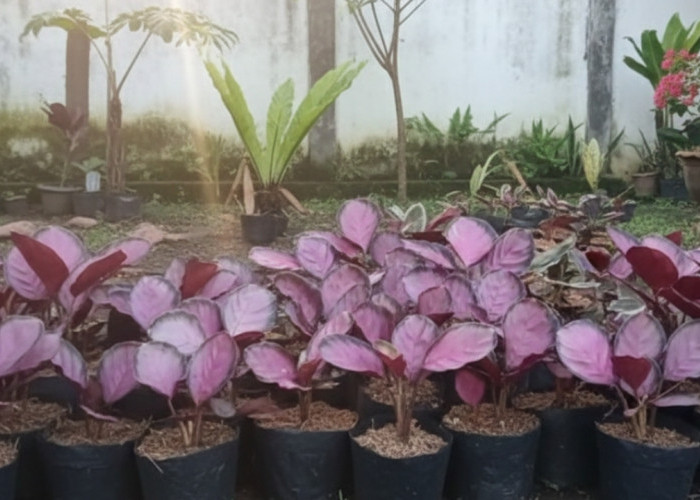 Calathea Crimson, Si Daun Pink Elegan yang Mudah Dirawat dan Ramah Lingkungan untuk Hunian Urban