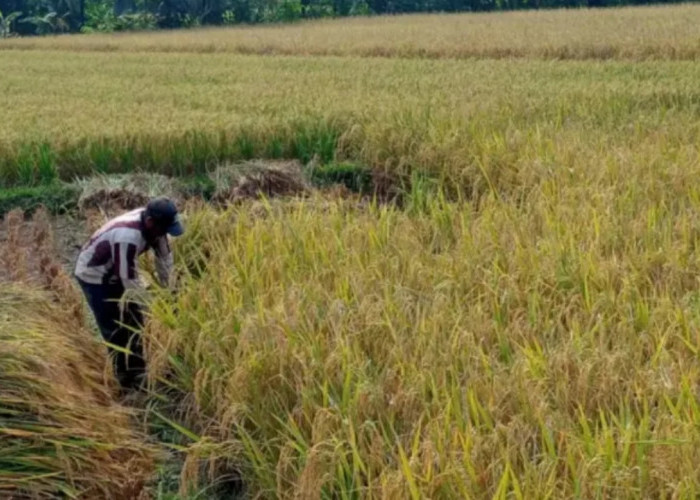 Bukan Cuma Andalkan Wisata, Produksi Pertanian Pangandaran Tembus 153 Ribu Ton Beras
