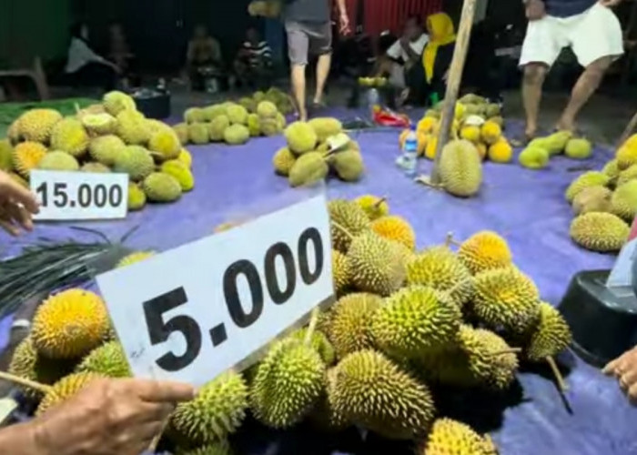 Hunting Durian Lokal Kalimantan: Lezat dan Murah, Harganya Mulai 5 Ribu! 