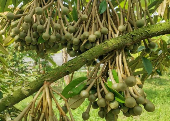 Begini Caranya Agar Pohon Durian Cepat Berbuah, untuk Lokal Tasikmalaya Juga Bisa