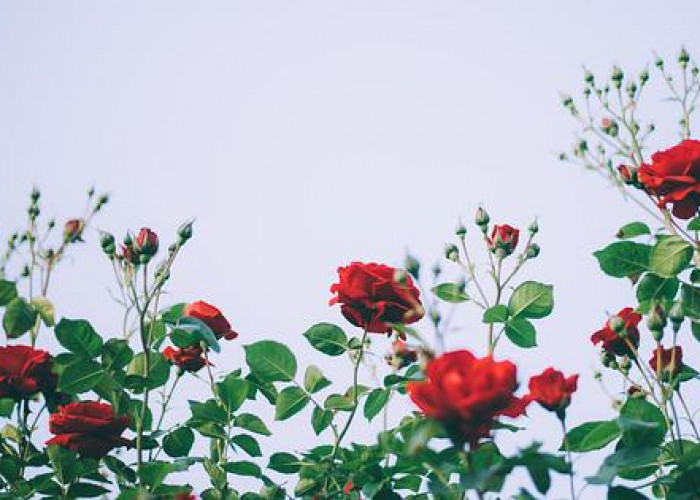 Cantik Alami, Ketahui Manfaat Bunga Mawar untuk Kecantikan, Salah Satunya Bisa Mengatasi Jerawat