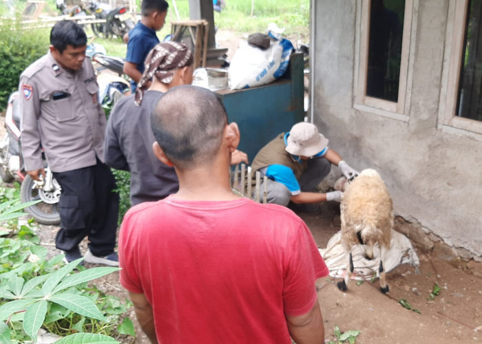 23 Domba Jadi Korban Teror Anjing Liar di Cikatomas Tasikmalaya