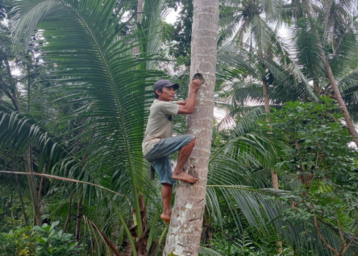 Harga Kelapa di Pangandaran Tembus Rp 4.500 per Butir, Petani Raih Untung Besar