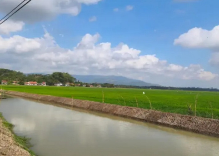 Sawah di Padaherang Kabupaten Pangandaran Justru Subur Saat Kemarau, Petani Bersiap Sambut Panen Raya