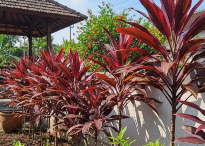 Hanjuang Merah Kembali Dilirik! Tanaman Hias Klasik Yang Cantik, Tahan Cuaca, dan Sarat Manfaat