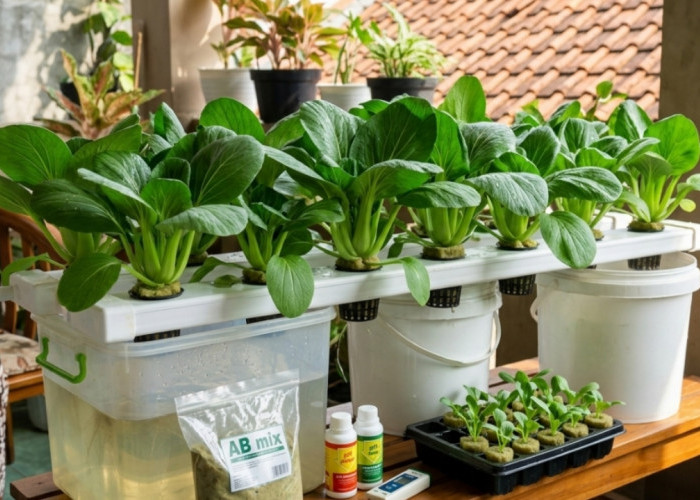 Cara Praktis Tanam Pakcoy Hidroponik di Rumah, Cocok untuk Pemula yang Ingin Panen Cepat