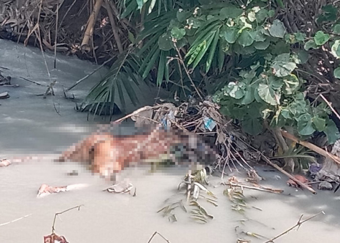 Bocah Temukan Mayat Berbaju Batik di Sungai, Polisi Kesulitan Ambil Sidik Jari 