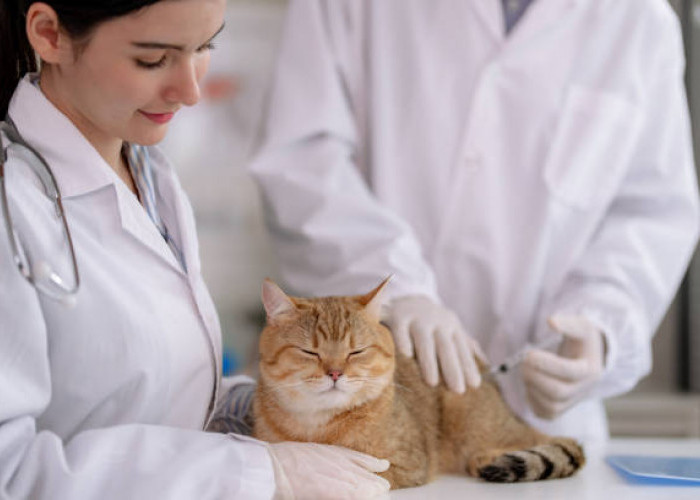 Berapa Biaya Sterilisasi Kucing Jantan dan Betina Terbaru? Simak Rincian Lengkapnya!