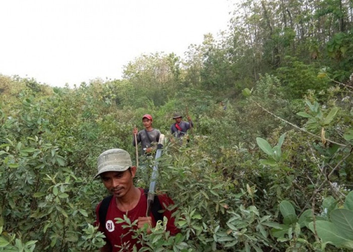 Warga Hilang di Hutan saat Cari Telur Semut, Sebelumnya Ada yang Hilang, Pulang Diselamatkan Nenek-Nenek