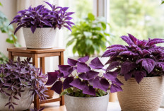 Bikin Rumah Makin Artistik, Ini Daftar Tanaman Hias Daun Ungu yang Mudah Dirawat